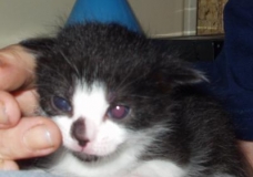 Silvester