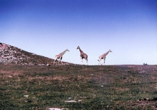 Safari