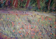 Poppies