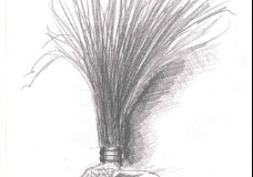Still Life Drawing