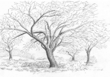 Monochrome Tree 2