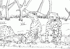 Cheetahs in the wild