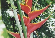 Flower (3)