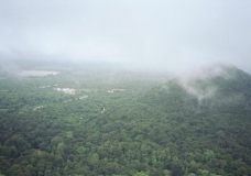 Sri Lankan Jungle