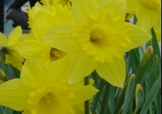 Bloom