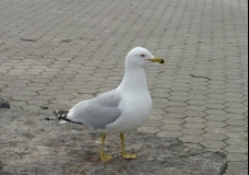 Seagull