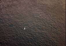 Seagull Over Water