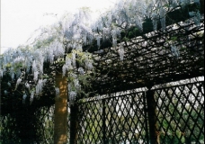 Glisinas de Primavera