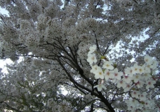 Sakura and Krishnochura