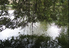 Tree Reflection