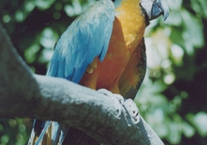 Florida Colours