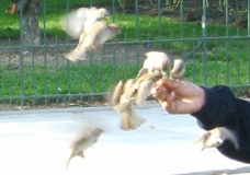 Birdman in Paris