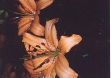 Flower (1)