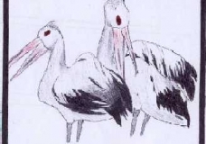 Birds of The Same Feather