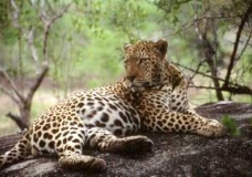 Visit The Wild Life in Africa