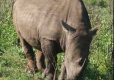 Vist the wild life in South Africa