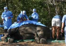 Medical Care In Wild Life