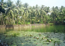 Lotus Pond In Tattamangalam