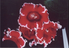 Flower (2)