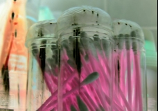 Plastic Symphony