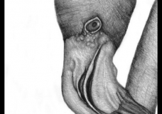 Portrait of A Black Flamingo