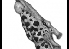 Portrait of a Giraffe