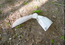 ~Improvisated Pigeon of Peace...