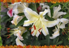 Opening Bloom