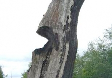 ЛУКОМОРЬЕ