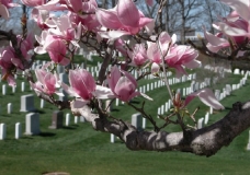 Springtime in Arlington
