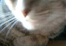 Feline