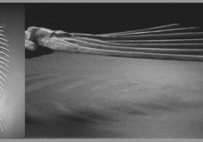 Fishbone