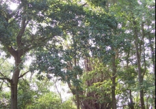 The oak and the yew