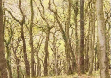 Trees and moss