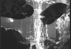 Fishies