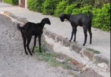 Goats - 1