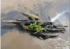 Ikebana on the sand