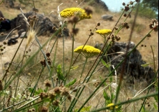 Mountain herbs