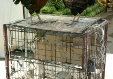 And a female always in a cage?!