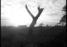 Branch