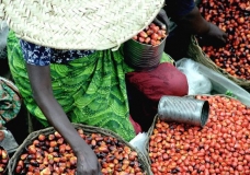 Palmnut Trader
