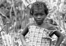 Picking Corn in Atwia