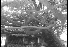 Twisted Tree