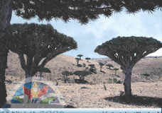 Tourist Sight in Soqatra Island -Yemen