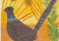 Pheasant