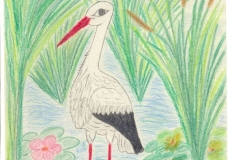 White Stork