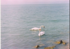 Two Swans at Lake Balaton