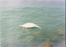 A Swan at Lake Balaton