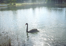 Swan Lake