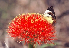Butterflies Are Free